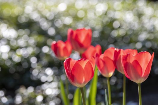 Red tulips with bokeh from drops on green leaves