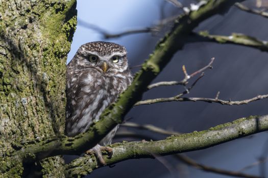 Little owl in a garden tree in the early spring in the Netherlands
