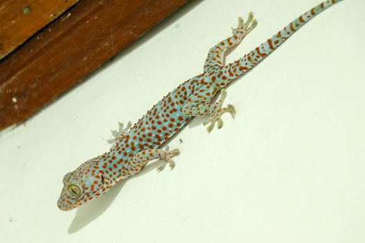 The giant Tokeh Gekko gecko. Blue Gekko gecko with orange spots.