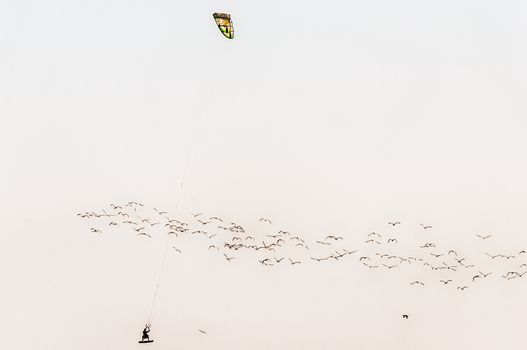 An airborne  windsurfer in the lagoon in Walvis Bay on the Atlantic Ocean coast of Namibia. A flock of flamingoes is flying by