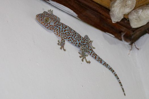 Closeup Tokay Gecko is on The Wall.Blue Gekko gecko with orange spots.