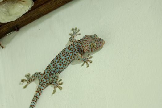 The giant Tokeh Gekko gecko. Blue Gekko gecko with orange spots.