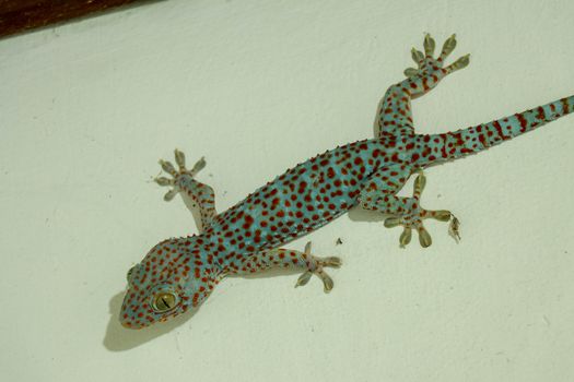 Soft selective focus tokay gecko, tucktoo on a concrete wall, grainy texture background. Large adult Gekko gecko with orange spots.