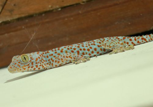Gekkota Gekko Gecko Tokay Tokkae Lizard on a White Background Isolated even lighting.