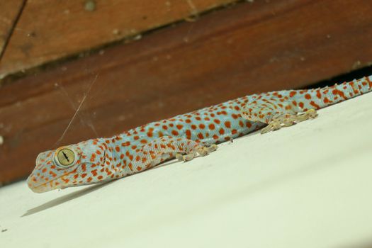 Gekkota Gekko Gecko Tokay Tokkae Lizard on a White Background Isolated even lighting.