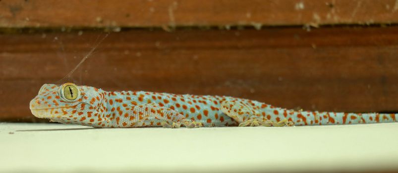 Gekkota Gekko Gecko Tokay Tokkae Lizard on a White Background Isolated even lighting.