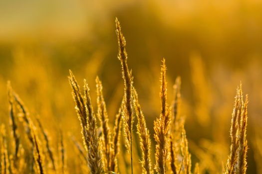 Golden dry long Stipa tenacissima or ssparto feather grass at autumn morning with selective focus and boke blur.