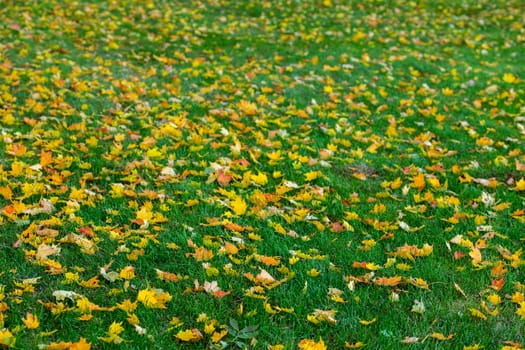 autumn maple leaves on green grass background with selective focus