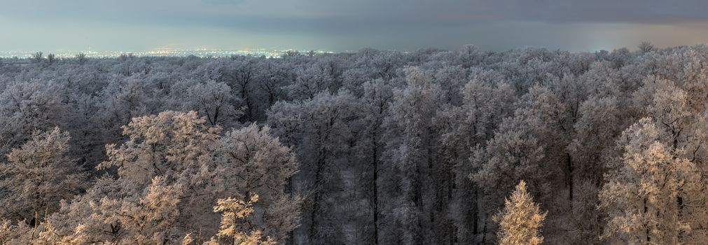 Top of frozen winter forest landscape at cloudy weather with soft light.