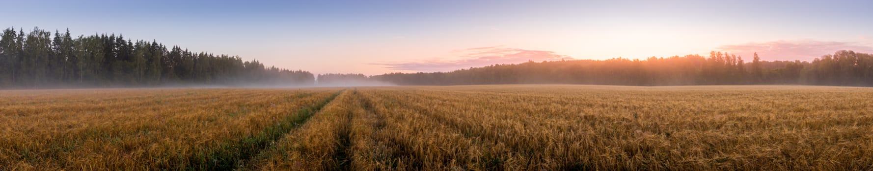 Twilight in an agricultural field with fog, path and golden rye covered with dew on an early summer morning. Panorama.