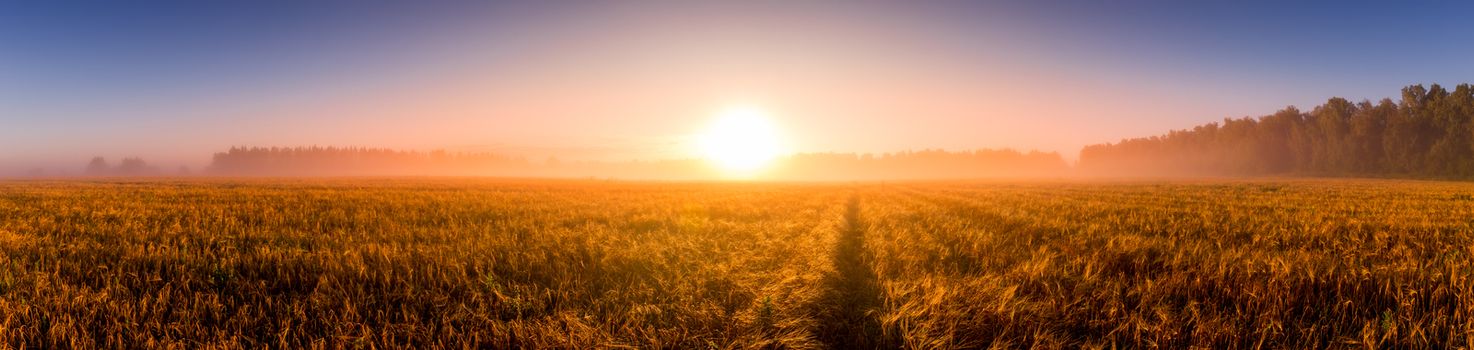 Sunrise in an agricultural field with fog, path and golden rye covered with dew on an early summer morning. Panorama.