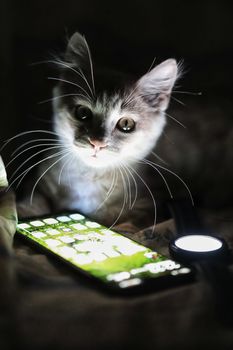 terni,italy august 08 2020:cat on bed at night illuminated by smartphone