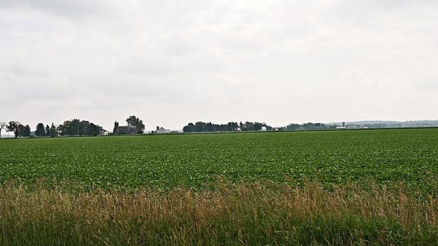 This is a soybean field on a early summer's afternoon.