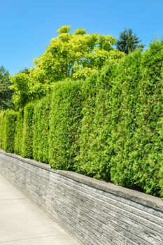 Trees behind a tall green hedge on concrete terrace with blue sky background