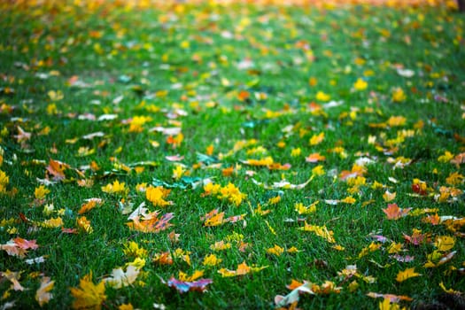 autumn maple leaves on green grass background with selective focus