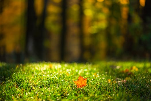 Autumn leaf on green grass in forest, selective focus closeup with dark background