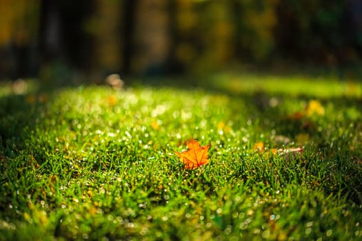 Autumn leaf on green grass in forest, selective focus closeup with dark background