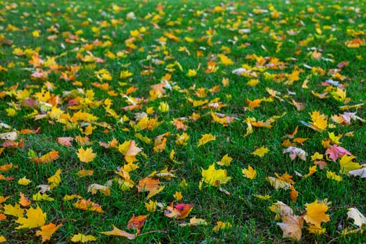 autumn maple leaves on green grass background with selective focus