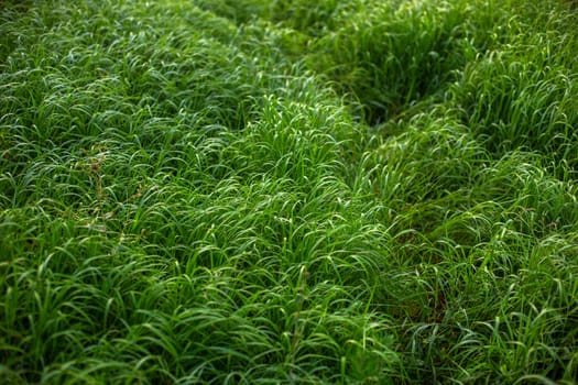 abstract close-up morning green grass background with selective focus and vignetting