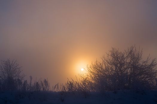 dreamy frozen vegetables at early morning in winter fog background