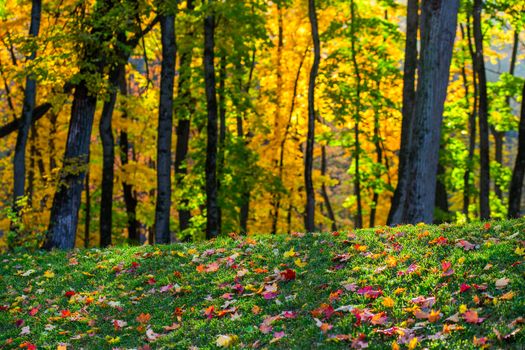 Abstract fallen autumn leaves on green grass with colorful leaves trees in background and with selective focus shallow depth of field