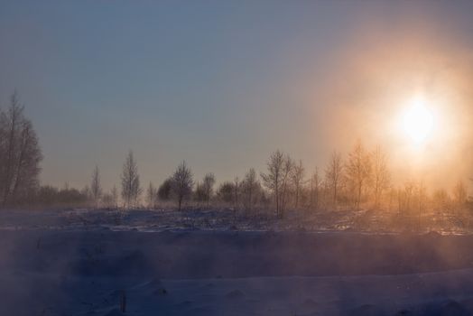 dreamy frozen vegetables at early morning in winter fog background