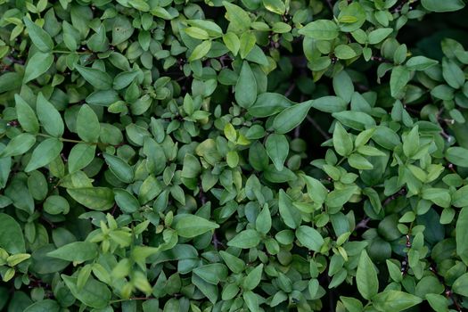 Group of tropical green leaves.