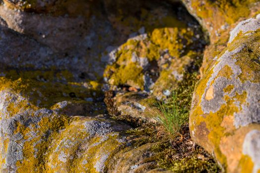 grass sprouts inside lichen stone selective focus background