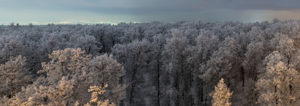 Top of frozen winter forest landscape at cloudy weather with soft light.