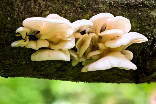 White oyster mushrooms group on horizontal black log in summer forest closeup with selective focus and boke blur.