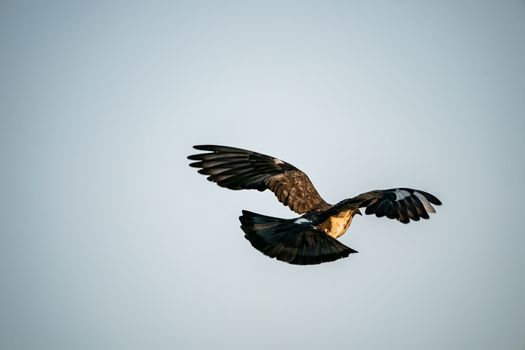 Silhouette flying pigeon bird in the sky.