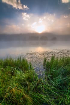 foggy flatland riverside at summer sunrise with tall grass in foreground