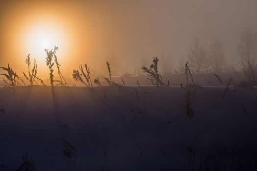 dreamy frozen vegetables at early morning in winter fog background
