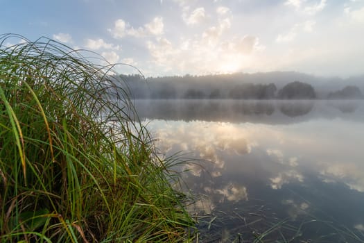 foggy lakeside at summer sunrise with tall grass in foreground