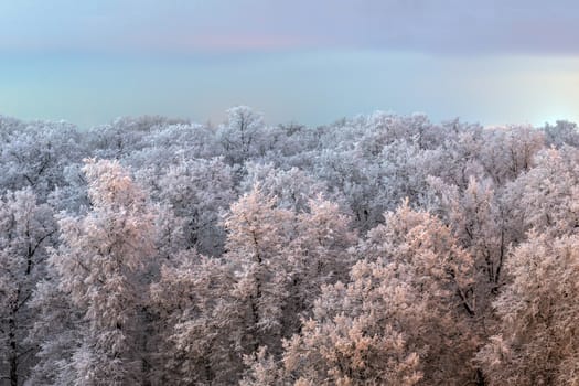 Top of frozen winter forest landscape at cloudy weather with soft light.