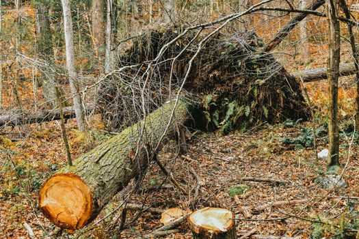 A Large Fallen Tree That's Been Cut in Half With Its Roots Pulled Up