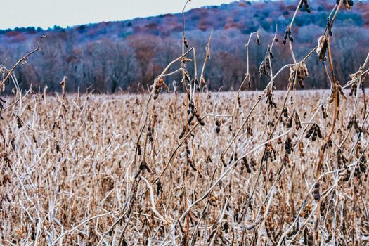 A Dead Yellow Crop Field During Winter With a Mountain Covered in Multicolored Trees in the Background