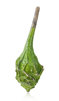 Calabash, also called bottle gourd, latin name Lagenaria Siceraria, variety Dinosaur, isolated on white background. Save clipping path.