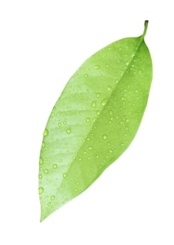 Close up Green leaf with water drops isolate on white blackground with clipping path