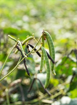 Green Mung bean crop close up in agriculture field ,Mung bean green pods (Vigna radiata) and mung bean leaves on the mung bean stalk