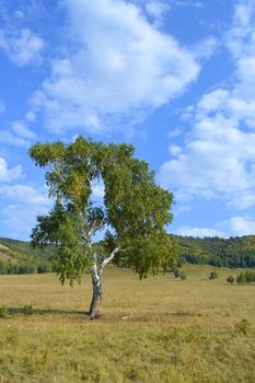 birch on a background of mountain forests