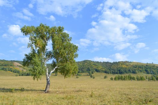 birch on a background of mountain forests