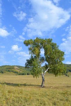 birch on a background of mountain forests