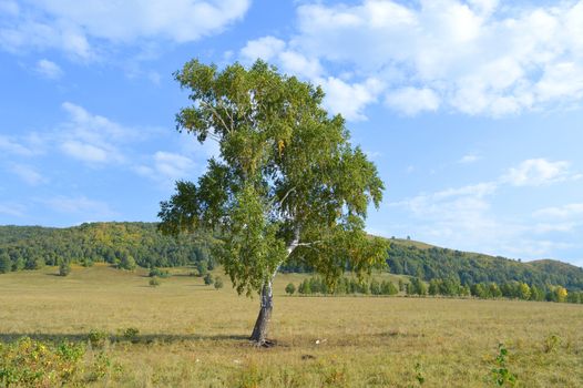 birch on a background of mountain forests