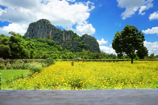 Beautiful cosmos flower field with big mountain background in Khao Chakan District, Sa Kaeo Province, Thailand.