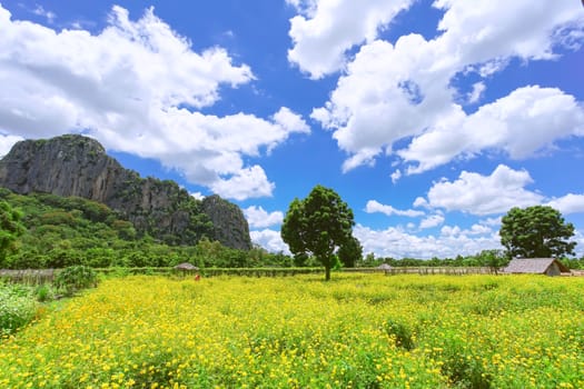 Beautiful cosmos flower field with big mountain background in Khao Chakan District, Sa Kaeo Province, Thailand.
