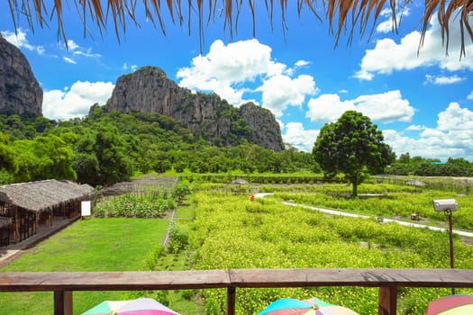 Beautiful cosmos flower field with big mountain background in Khao Chakan District, Sa Kaeo Province, Thailand.