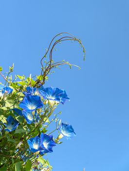 Morning glory or Ipomoea is flowering plants in the family Convolvulaceae agent blue sky