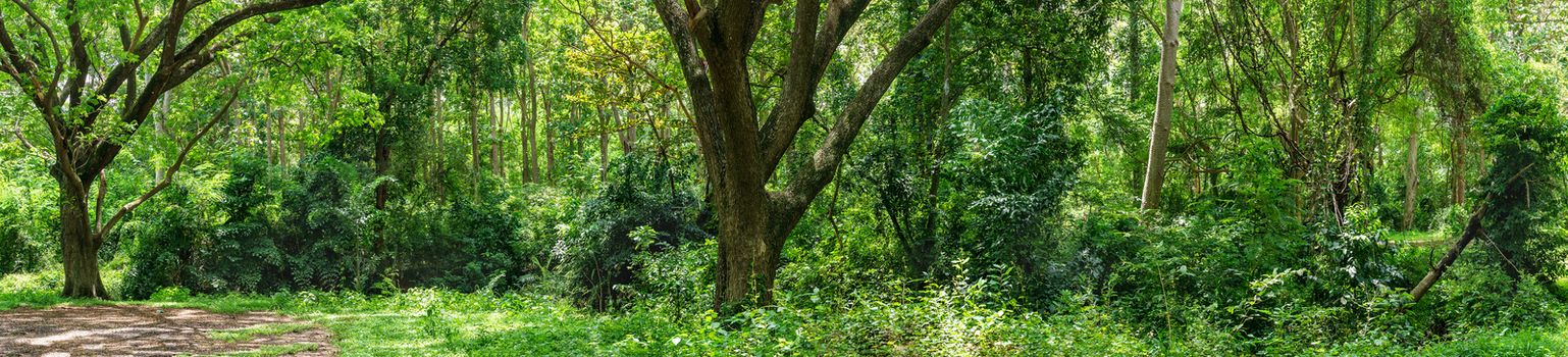 Panoramic landscape of green jungle,Tropical rain forest jungle in Thailand