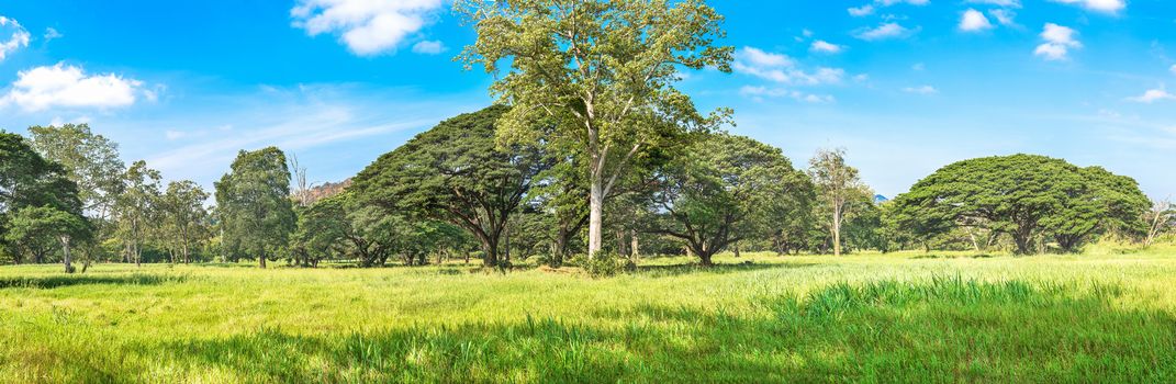 Panoramic landscape of green jungle,Tropical rain forest in Thailand